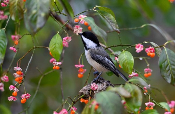 Quels défis spécifiques rencontrent les artistes de la BD pour traiter de la problématique environnementale avec justesse ?